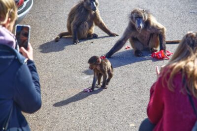 Un droit d’auteur pour les animaux ? Pas si bêtes !