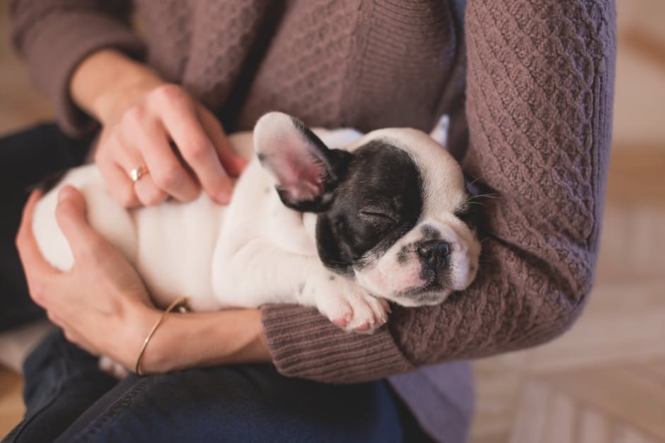 Quel est le statut juridique de l’animal ?