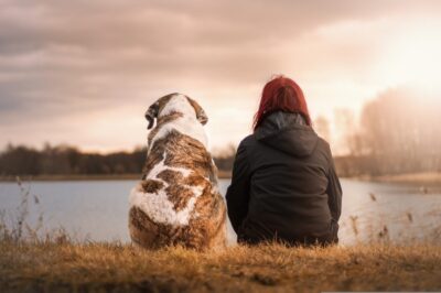 Guide des droits des animaux de compagnie