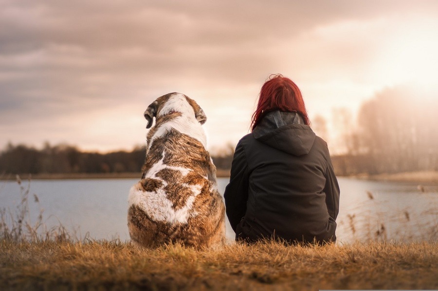 Guide des droits des animaux de compagnie