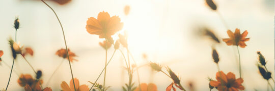 Avocat Sainte-Maxime